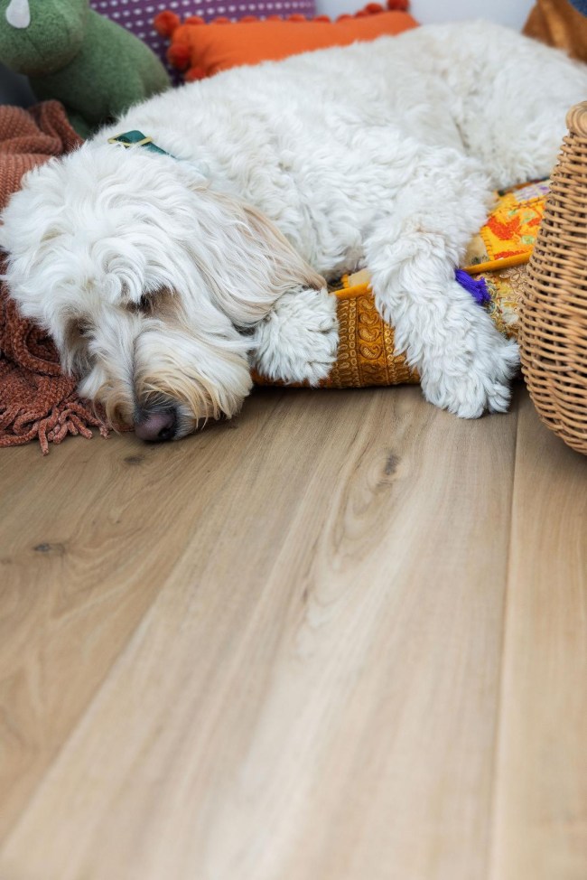 Tired dog relaxing on pillows and blankets on light COREtec Blonde Oak vinyl flooring